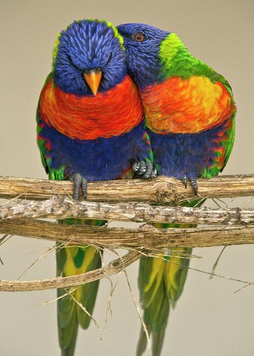 Nobody Greeting Card featuring the photograph Rainbow Lorikeets by Bob Gibbons