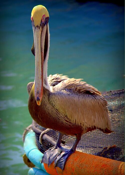 Pelicans Greeting Card featuring the photograph Rainbow Pelican by Karen Wiles