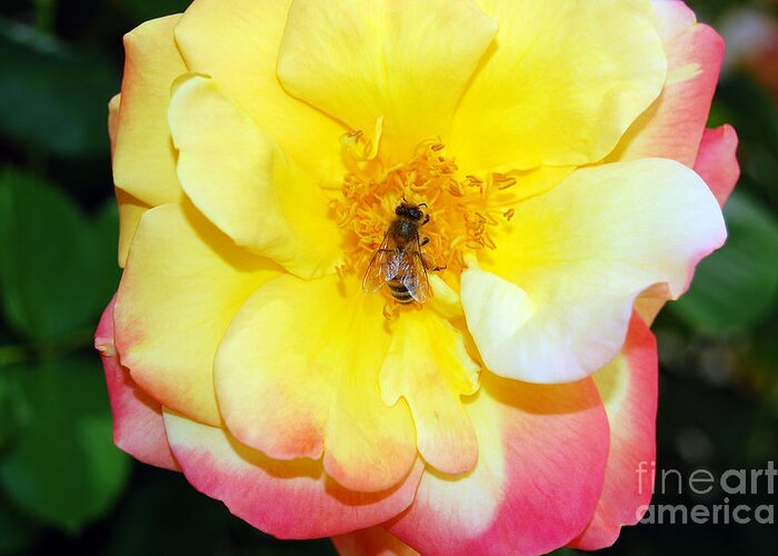 Bee Greeting Card featuring the photograph Rainbow Wings by Debra Thompson