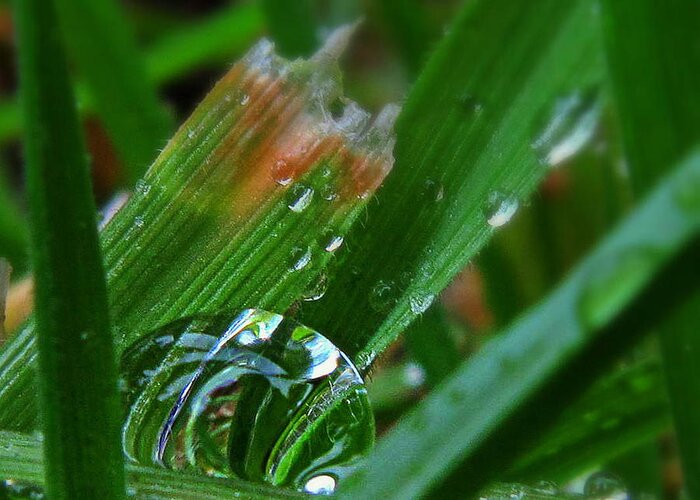 Grass Greeting Card featuring the photograph Raindrop in the Grass by Suzy Piatt