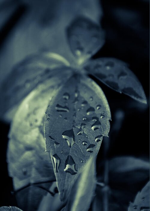 Natur Greeting Card featuring the photograph Raindrops by Andreas Levi