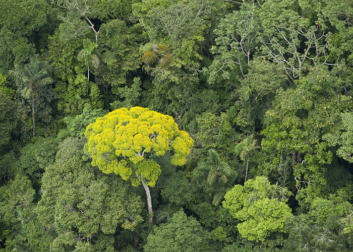 Feb0514 Greeting Card featuring the photograph Rainforest Canopy Yasuni Ecuador by Pete Oxford