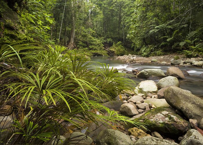 Feb0514 Greeting Card featuring the photograph Rainforest Ferns Along River Sabah by Sebastian Kennerknecht
