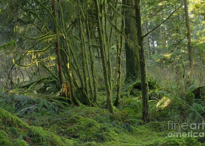 Moss Greeting Card featuring the photograph Rainforest Green by Sharon Talson