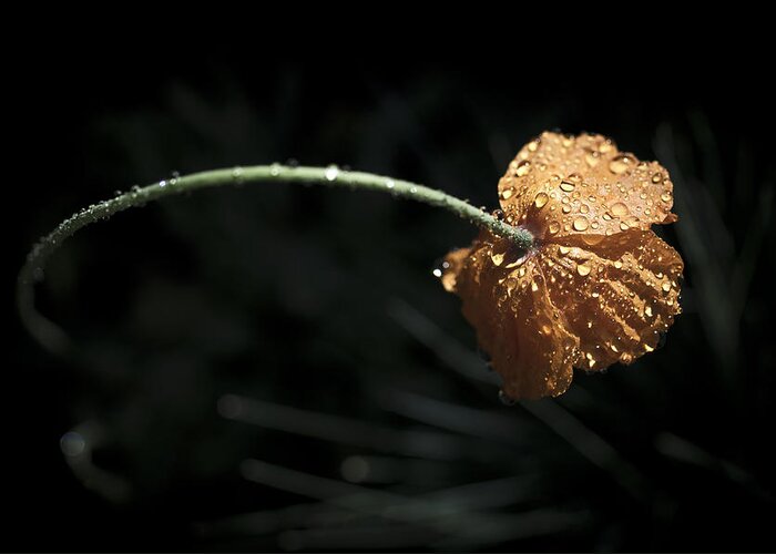 Poppy Greeting Card featuring the photograph Rainy Day Poppy by Priya Ghose