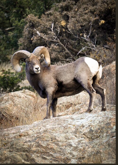 Rocky Mountain Bighorn Greeting Card featuring the photograph Ram Bluff by Kevin Munro