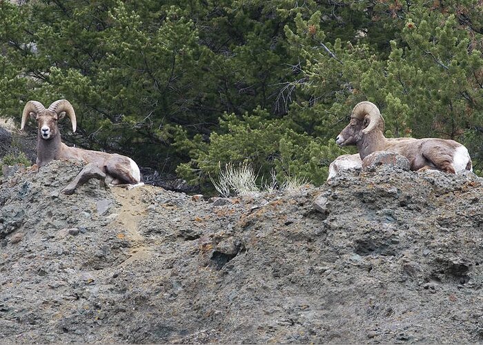 Rocky Mountain Bighorn Sheep Greeting Card featuring the photograph Ram Tough by Rich Franco