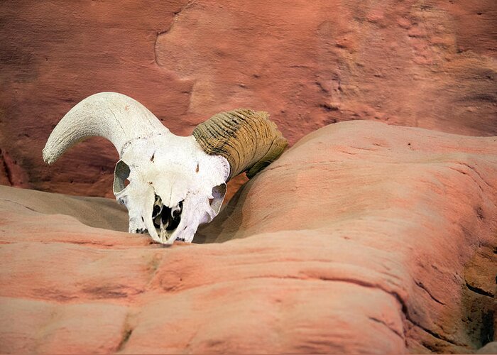 Ram Greeting Card featuring the photograph Rams Scull And Red Rock by Gail Shotlander