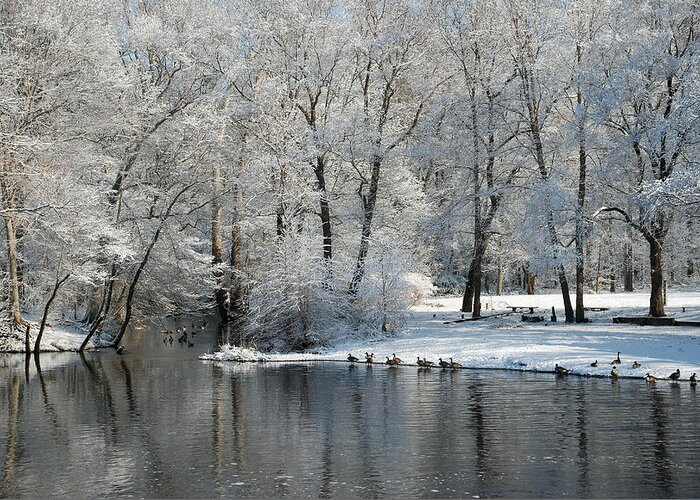 Winter Landscape Of The Rancocas Creek Taken At The Historic Kirby's Mill...snow Covered Trees Reflected In The Creek With Ducks On The Shoreline And The Sun Creating Shadows.  Greeting Card featuring the photograph Rancocas Creek by Elaine Walsh