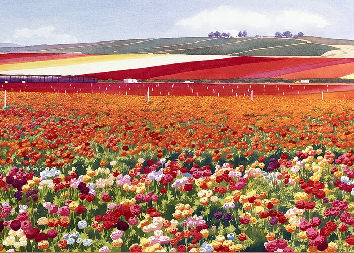 Ranunculus Greeting Card featuring the painting Ranunculi in Carlsbad by Mary Helmreich