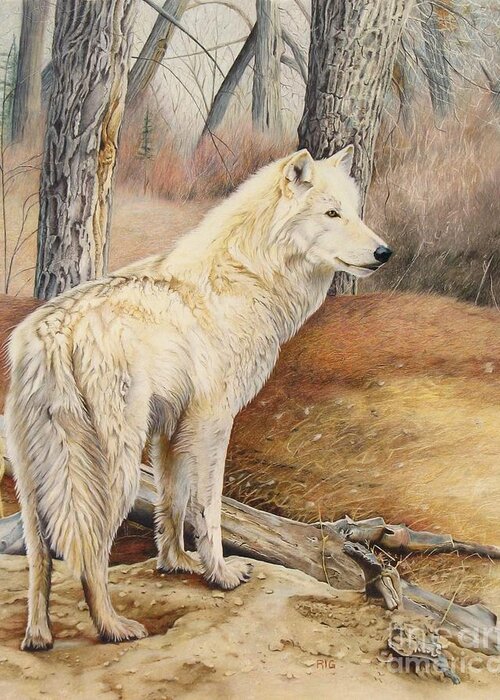 White Wolf Greeting Card featuring the drawing Rare Find by Rosellen Westerhoff