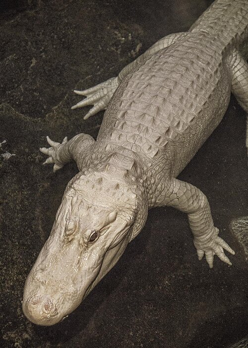 Rwhite Greeting Card featuring the photograph Rare White Alligator by Garry Gay
