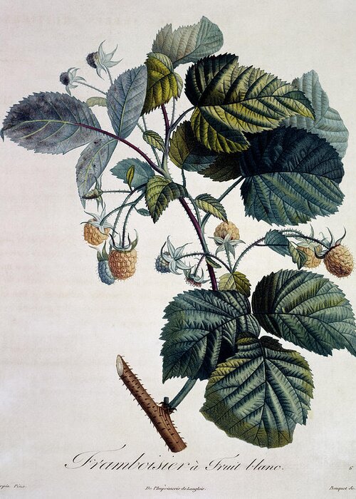 Raspberry Greeting Card featuring the photograph Raspberries by Natural History Museum, London/science Photo Library