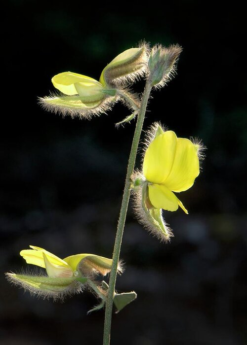 Angiosperm Greeting Card featuring the photograph Rattlepod (crotalaria Calycina) by K Jayaram