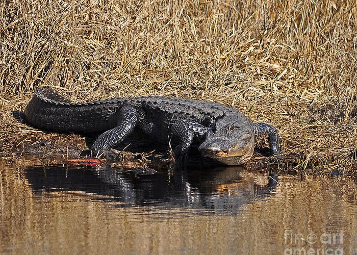 Alligator Greeting Card featuring the photograph Ravenous Reptile by Al Powell Photography USA