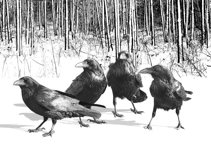 Art Greeting Card featuring the photograph Ravens by the Edge of the Woods in Winter by Randall Nyhof