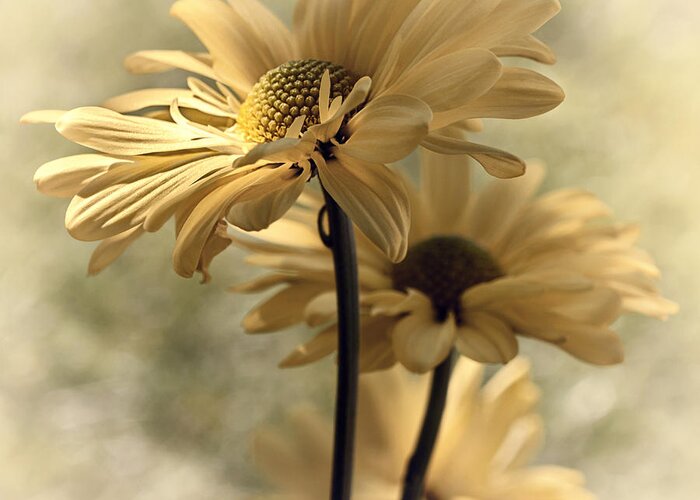 Floral Greeting Card featuring the photograph Ray of Hope by Darlene Kwiatkowski