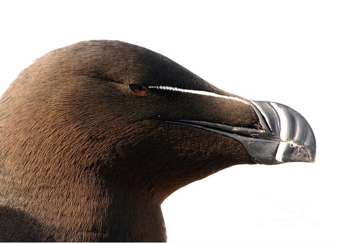 Razorbill Greeting Card featuring the photograph Razorbill Auk by Jeannette Hunt