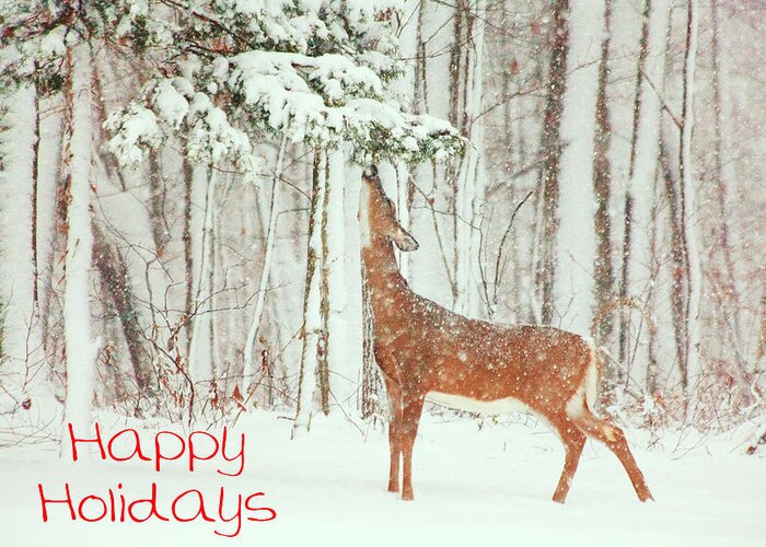 Deer.holidays Greeting Card featuring the photograph Reach For It Happy Holidays by Karol Livote