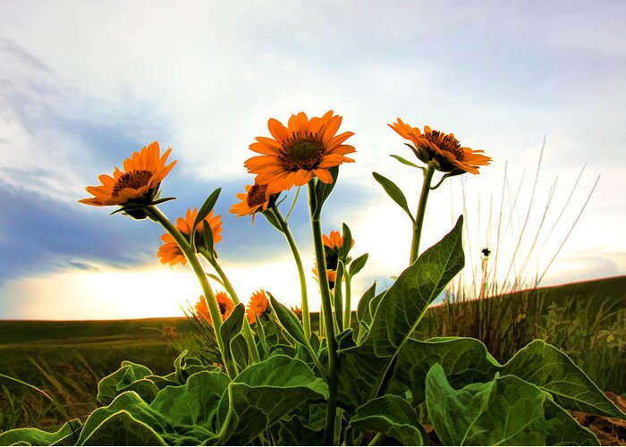 Wild Flowers Greeting Card featuring the photograph Reach To The Heavens II by Athena Mckinzie