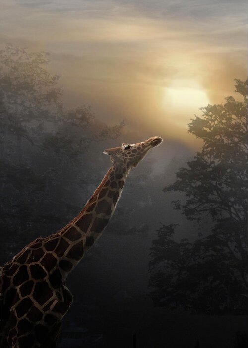 Giraffe Greeting Card featuring the photograph Reaching by Melinda Hughes-Berland