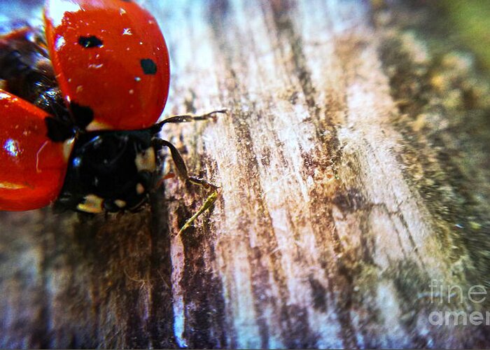Lady Bug Macro Greeting Card featuring the photograph Ready For Take Off by Peggy Franz