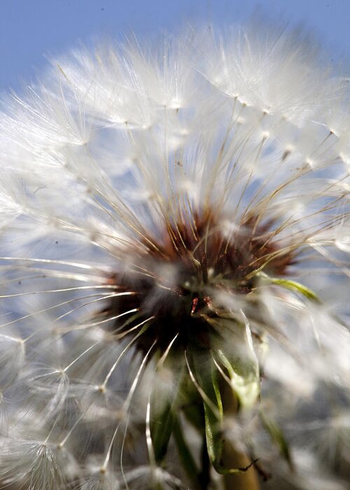 Dandelion Greeting Card featuring the photograph Ready to Fly by Robert Camp