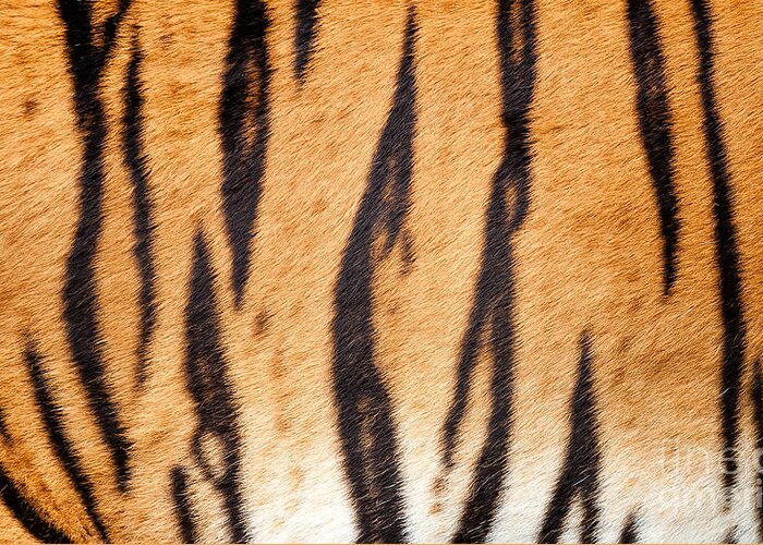 Real Tiger Fur Texture Photograph by Sarah Cheriton-Jones