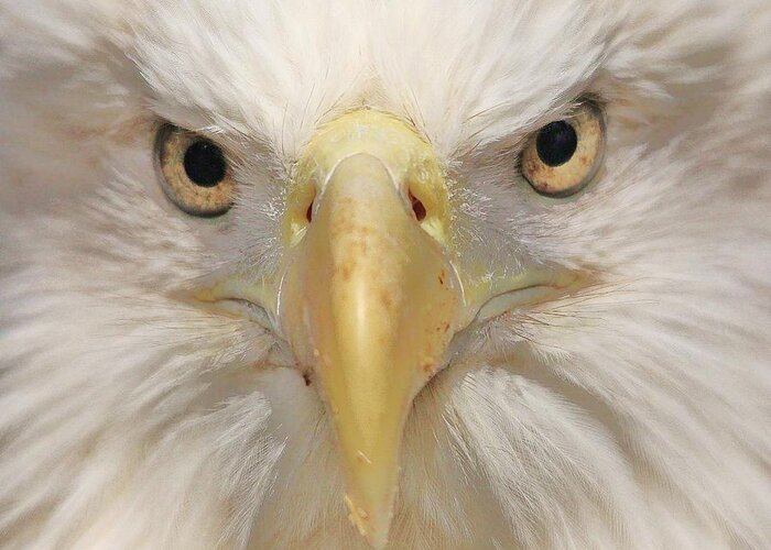 Eagle Greeting Card featuring the photograph Really Close Up of the Eagle by Paulette Thomas