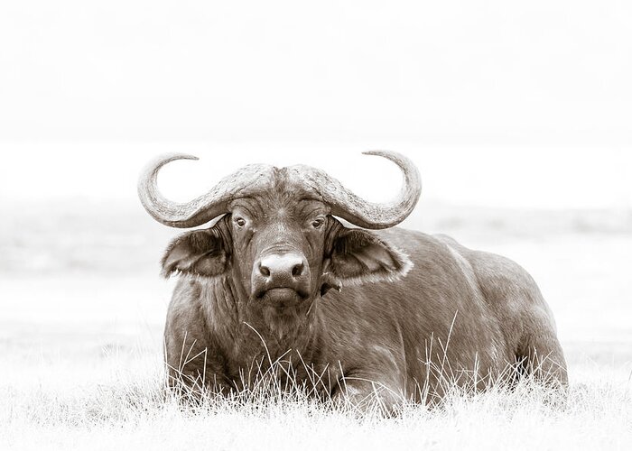 Africa Greeting Card featuring the photograph Reclining Buffalo With Oxpecker by Mike Gaudaur