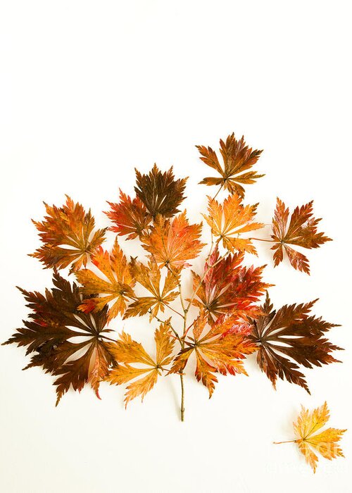 Acer Greeting Card featuring the photograph Reconstructed Full Moon Maple by Anne Gilbert