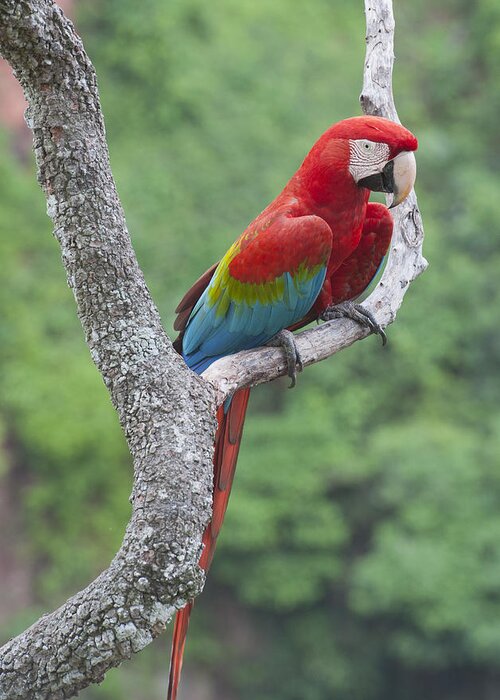 Feb0514 Greeting Card featuring the photograph Red And Green Macaw Pantanal Brazil by Kevin Schafer