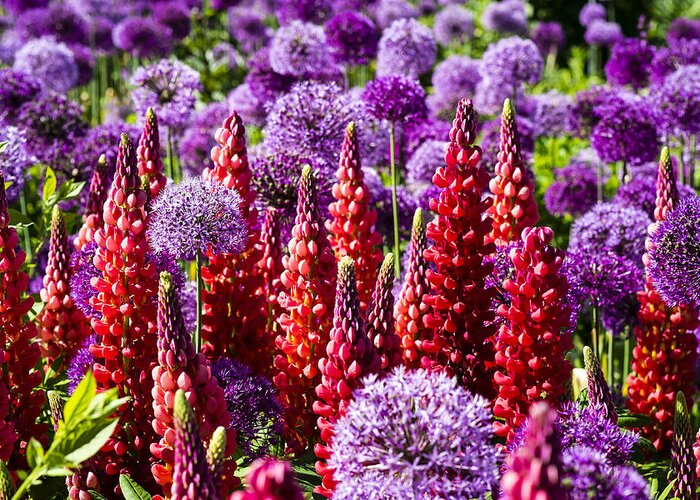 Blooms Greeting Card featuring the photograph Red and Purple #2 by Gerry Walden
