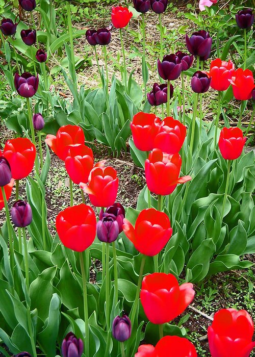 Red Tulips Greeting Card featuring the photograph Red and Purple Tulips by Aimee L Maher ALM GALLERY