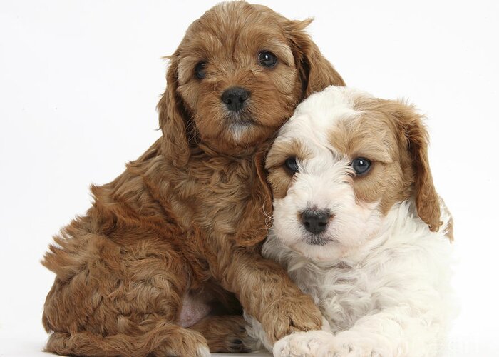 Red-and-white Cavapoo Puppy Greeting Card featuring the photograph Red-and-white Cavapoo Puppies by Mark Taylor