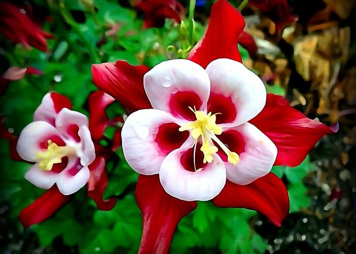 Columbine Greeting Card featuring the photograph Red and White Columbine by Nick Kloepping
