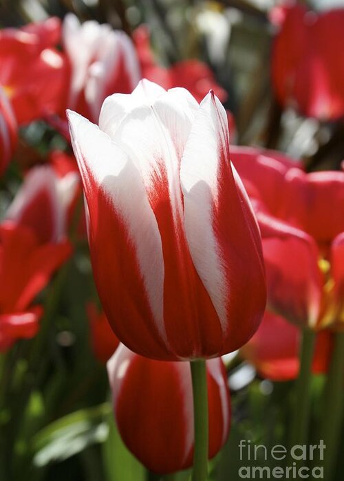 Tulip Greeting Card featuring the photograph Red and white tulip by Jim Gillen