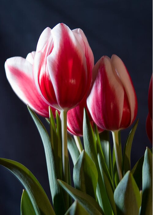 Flowers & Plants Greeting Card featuring the photograph Red and white tulips by Jeff Folger