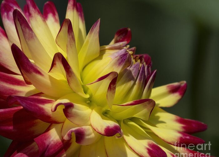 Flowers Greeting Card featuring the photograph Red and Yellow Dahlia by Lili Feinstein