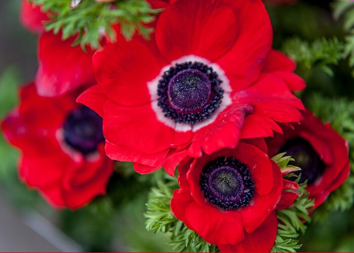 Flower Greeting Card featuring the photograph Red Anemone. Flowers of Holland by Jenny Rainbow