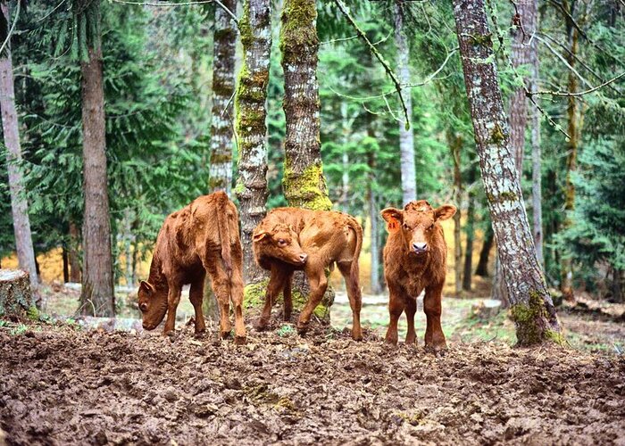  Greeting Card featuring the pyrography Red Angus Calves by Larry Campbell