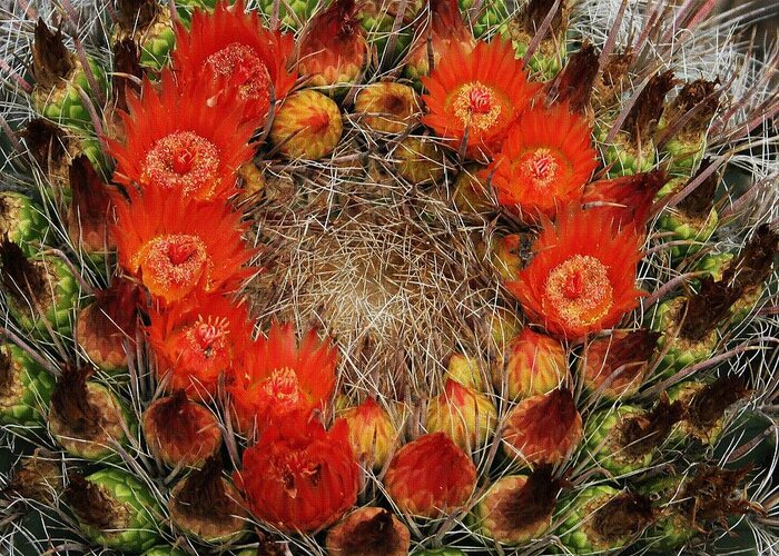 Red Barel Cactus Flowers Greeting Card featuring the photograph Red Barell Cactus Flowers by Tom Janca