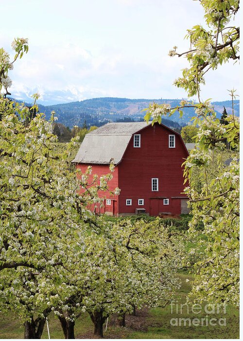 Barn Greeting Card featuring the photograph Red Barn and Apple Blossoms by Patricia Babbitt