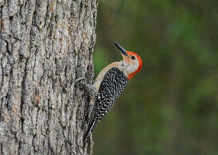 Red-bellied Woodpecker Greeting Card featuring the photograph Red Bellied Woodpecker by Jai Johnson