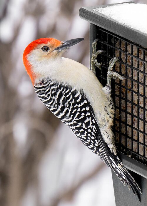 Melanerpes Carolinus Greeting Card featuring the photograph Red-bellied Woodpecker by Jim Hughes