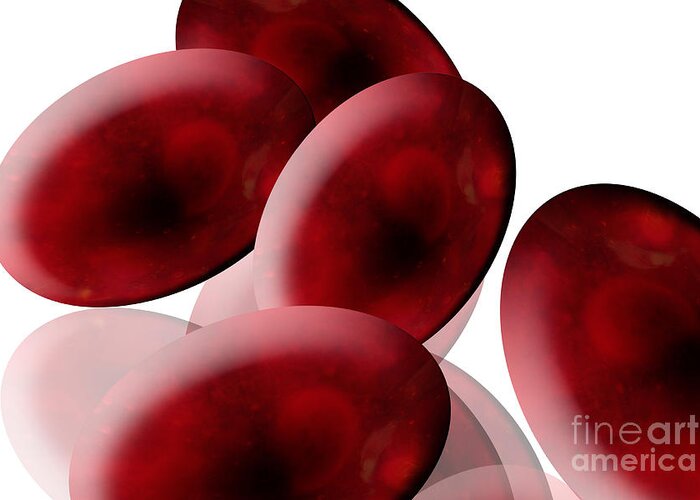 Anatomy Greeting Card featuring the photograph Red Blood Cells by Sigrid Gombert