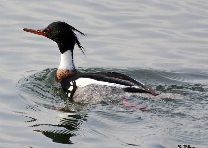 Red-breasted Merganser Greeting Card featuring the photograph Red-breasted Merganser by Dan Williams