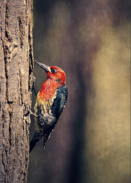Stanley Park Greeting Card featuring the photograph Red-breasted Sapsucker Drilling Holes by Maria Angelica Maira