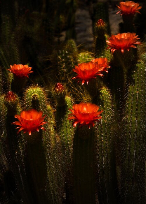 Red Torch Cactus Greeting Card featuring the photograph Red Cactus Flowers II by Saija Lehtonen