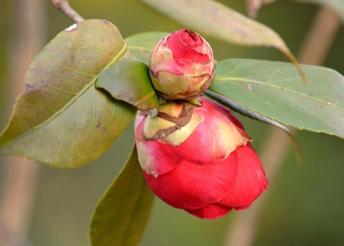 Red Camelia Buds Greeting Card featuring the photograph Red Camelia Buds by Maria Urso